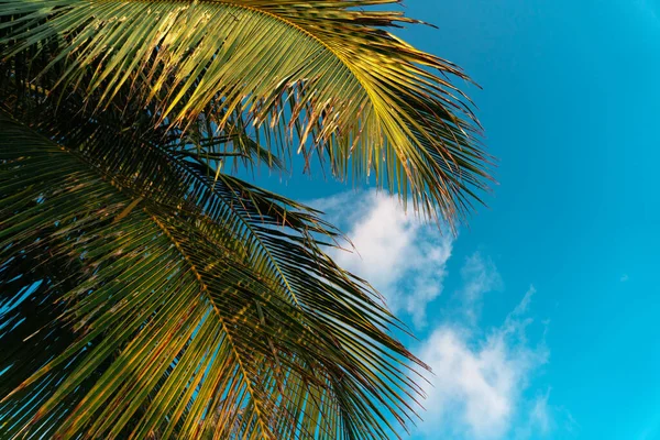Frodiga Gröna Palmer Med Blå Himmel Bakgrunden Tropisk Exotisk Solig — Stockfoto