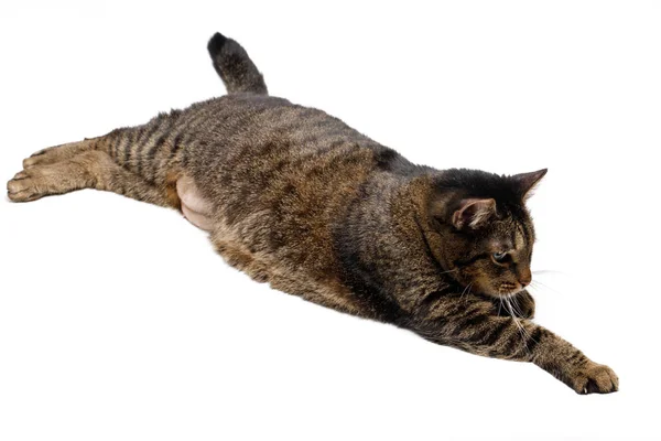 Kucing tabby berbaring adalah lucu dan menyenangkan terisolasi pada latar belakang putih. — Stok Foto