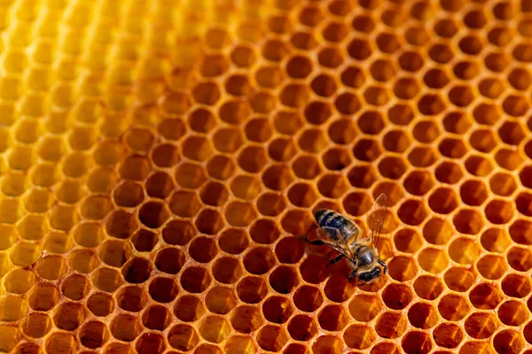 Vista das abelhas operárias no close-up do favo de mel. Espaço de cópia — Fotografia de Stock