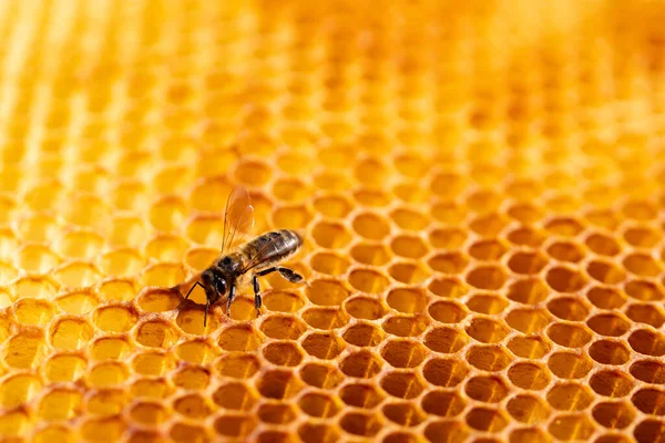 Vista de las abejas obreras en el primer plano del panal. Copiar espacio —  Fotos de Stock