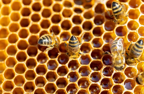 Vista de las abejas obreras en el primer plano del panal. Copiar espacio —  Fotos de Stock