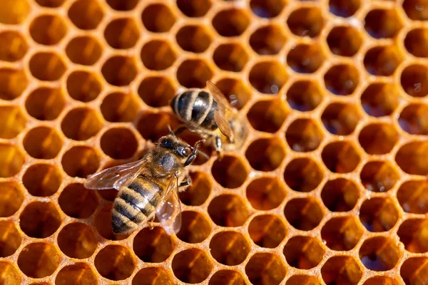 Blick auf Arbeitsbienen auf der Wabe aus nächster Nähe. Kopierraum lizenzfreie Stockfotos