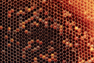 Soyutlama. Arı kovanının bal peteği balmumu arka plan dokusu Altın bal ile dolu tam çerçeve görünümlü.