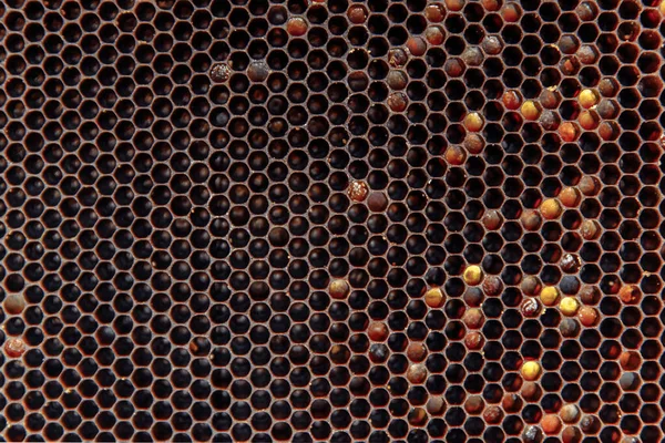 Close up. Textura de fundo da cera de favo de mel do local de uma colmeia cheia de mel dourado vista quadro completo. — Fotografia de Stock
