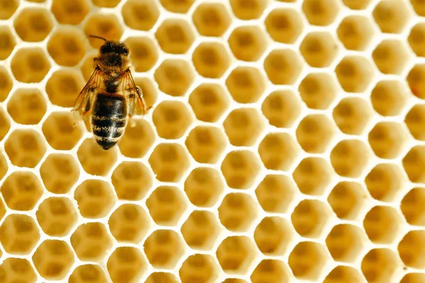 Vista das abelhas operárias no close-up do favo de mel. Espaço de cópia — Fotografia de Stock