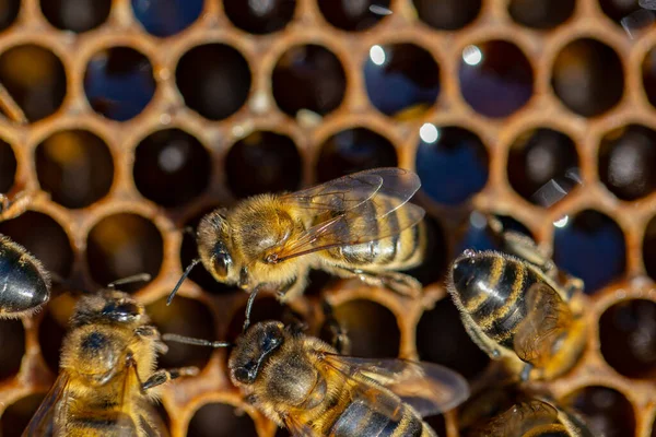 Bal peteğindeki işçi arıların yakın plan görüntüsü. Boşluğu kopyala