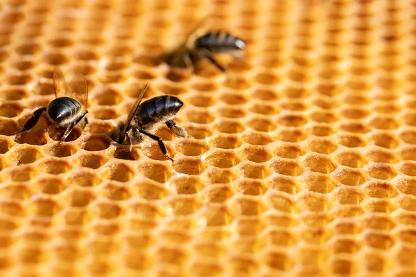 Vista de las abejas obreras en el primer plano del panal. Copiar espacio —  Fotos de Stock