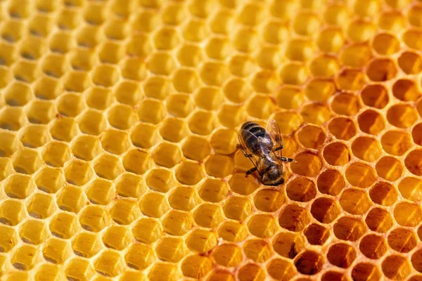 Utsikt över arbets bin på bikakan närbild. Kopiera utrymme — Stockfoto