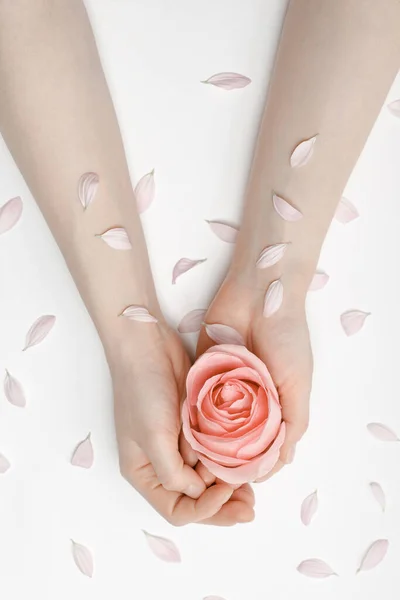 Prachtige handen van een vrouw met een delicate roos Bud in haar handen, liggend op een witte achtergrond. Het concept van hand- en huidverzorging, hydraterende en reducerende rimpels. Schoonheid en gezondheid — Stockfoto