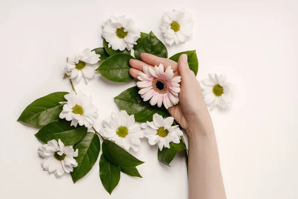 Beyaz çiçekli, beyaz arka planda yeşil yapraklı, düz bir kadın eli manzarası. Spa cilt bakımı kavramı.