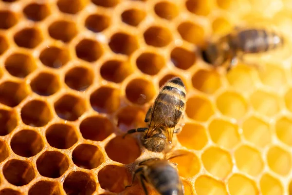 Vista de las abejas obreras en el primer plano del panal. Copiar espacio —  Fotos de Stock