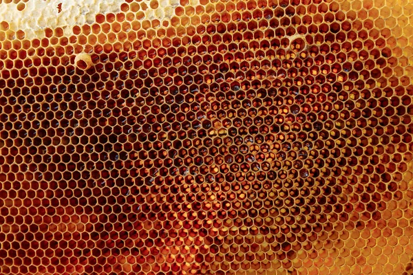 Abstraktion. textur av en del av Golden wax bikaka från en bikupa fylld med Golden honung full frame view — Stockfoto