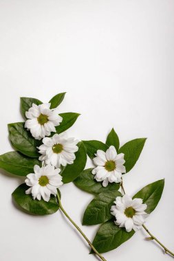 Çiçek konsepti Güzel bir çiçek çerçevesi ve beyaz arka planda kasımpatı yaprakları. Flatley, boşluğu kopyala.