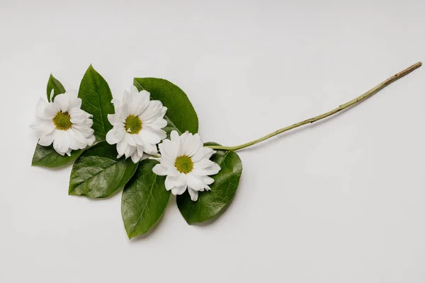 Bloemconcept. mooi frame van bloemen en chrysant bladeren op een witte achtergrond. Flatley, kopieer de ruimte.. — Stockfoto