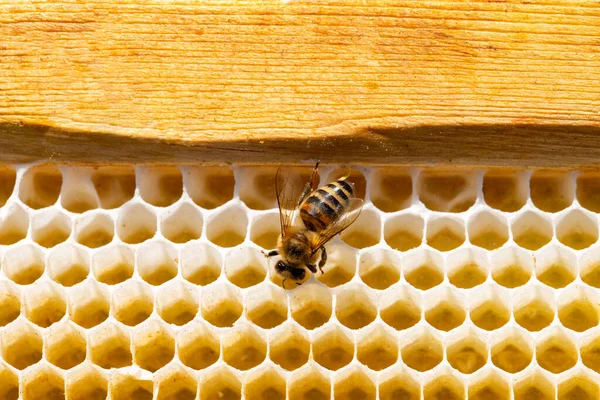 Widok pszczół robotników na zbliżenie plastra miodu. Przestrzeń kopiowania — Zdjęcie stockowe