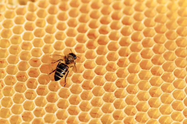 Vista de las abejas obreras en el primer plano del panal. Copiar espacio —  Fotos de Stock