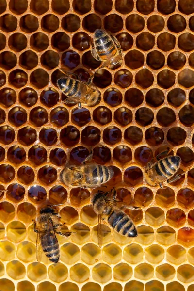 Abejas de trabajo en panales, Primer plano de panales con miel —  Fotos de Stock