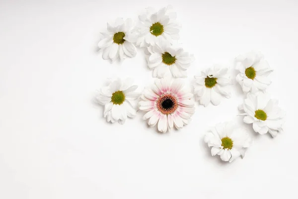 Vlak gelegd delicate sneeuw-witte chrysanten op een witte achtergrond. Concept van de viering, kaart. — Stockfoto