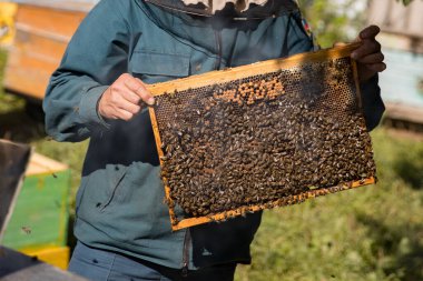Arıcı çalışıyor. Bal toplar