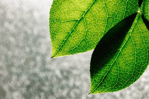 Struttura astratta di sfondo di foglie verdi fresche con una luce posteriore soleggiata. Una macro immagine di un bel fogliame appuntito luminoso di foglie. — Foto Stock