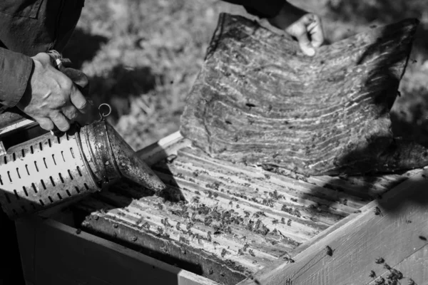 L'apicoltore lascia entrare il fumatore nell'alveare. foto in bianco e nero — Foto Stock