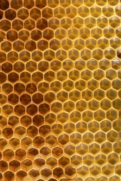 An abstraction. Background texture of empty honeycomb wax. Copy space — Stock Photo, Image