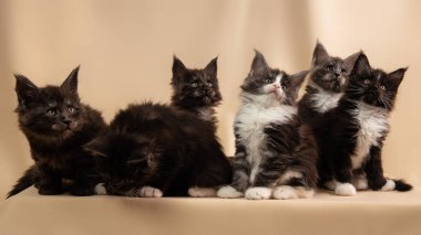 Beş Maine Rakunu kedisi oturur ve bej arka planda en üste bakar..