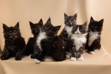 Önde büyük bir Maine Rakun grubu oturuyordu. Bej bir arkaplanda