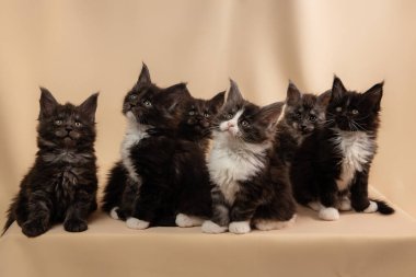 Renkli bir arka planda Maine Rakun 'un kedi yavrularının yakın plan portresi.