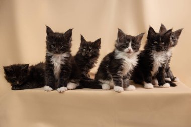 Önde büyük bir Maine Rakun grubu oturuyordu. Bej bir arkaplanda