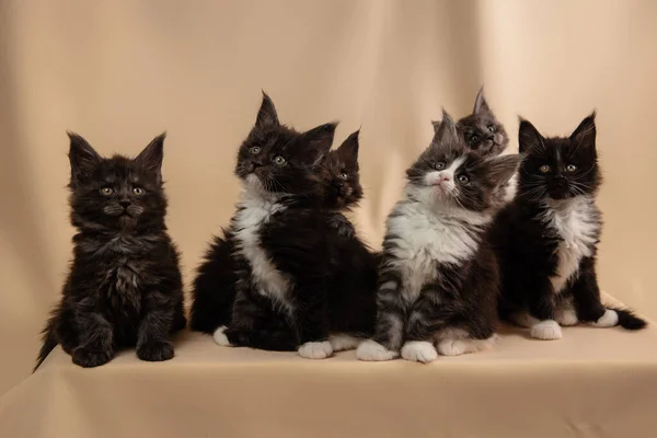 Primer plano Retrato de Maine Coon gatitos sobre un fondo de color. — Foto de Stock