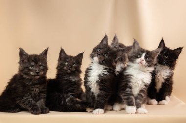 Renkli bir arka planda Maine Rakun 'un kedi yavrularının yakın plan portresi.