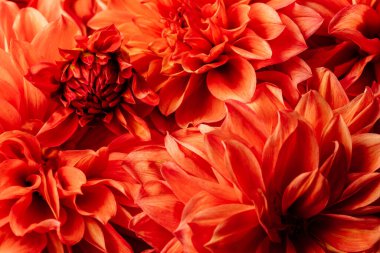 Pastel, şeftali, mercan kasımpatı, makro çiçekler, soyut arka plan. Yakın plan, çiçekli arka plan, yumuşak odak.