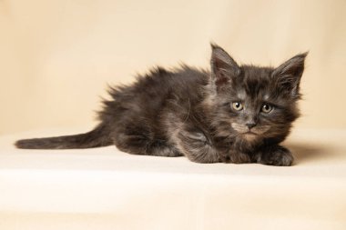 Gri, altı haftalık Maine Rakunu yavrusu bej bir sırt üstü uzanıyor ve kameraya bakıyor. Yakın plan.