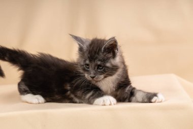 Bej arka planda 6 haftalık şirin bir Maine Rakunu yavrusu. Boşluğu kopyala