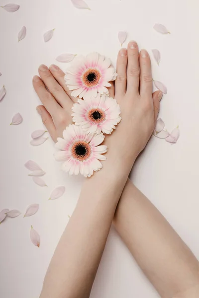 Prachtige handen van een vrouw met een knop van een witte chrysant bloem liggend op een witte achtergrond. het concept van huidverzorging, hydraterende en verminderen van rimpels — Stockfoto
