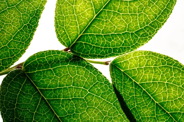 Struttura astratta di sfondo di foglie verdi fresche con una luce posteriore soleggiata. Una macro immagine di un bel fogliame appuntito luminoso di foglie. — Foto Stock