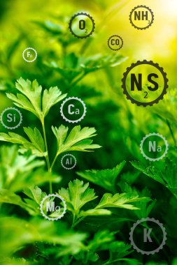 Maden gübresi. Toprakta yetişen küçük fideler. Humus 'taki yeşilliğin büyümesi için uygun kimyasal bileşim kavramı.