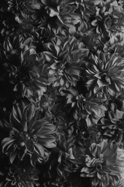 Kasımpatı çiçeklerinin makro fotoğraflarının ayrıntıları. Siyah-beyaz fotoğraf dokuyu, yüksek kontrastı ve karmaşık çiçek desenlerini vurguluyor.. 