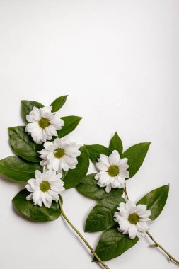 Çiçek konsepti Güzel bir çiçek çerçevesi ve beyaz arka planda kasımpatı yaprakları. Flatley, boşluğu kopyala.