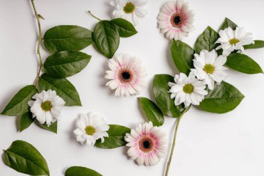 Beyaz arka planda yeşil dallar ve kar beyazı kasımpatılar. İyi ki doğdun tebrik kartı konsepti. Sevgililer Günü için bir hediye. Ben de seni seviyorum. Çiçekçi