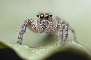 Parlak gözleri örümcek ayakta yaprak üzerinde Anasayfa.