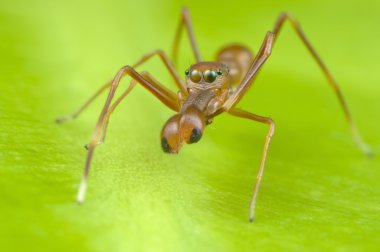 Örümcek erkek atlama karınca taklit.