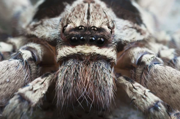 Huntsman pavouk s strašidelné oči. — Stock fotografie