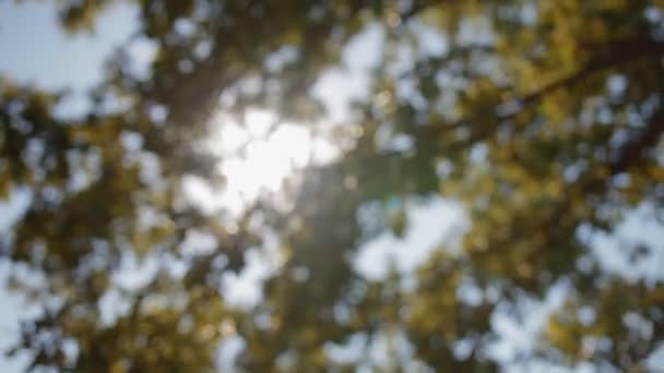 Feuillage vert hors foyer .