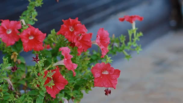 Rode petunia in de tuin — Stockvideo