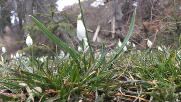 Snowdrop onder vallende sneeuw — Stockvideo