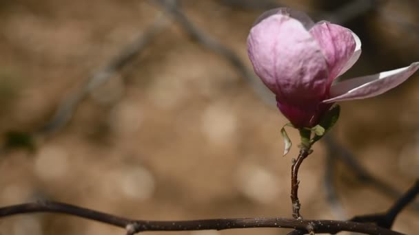 Blomma i rosa magnolia, vårsäsongen, — Stockvideo