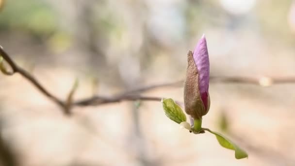 Flor de magnolia rosa, temporada de primavera , — Vídeo de stock