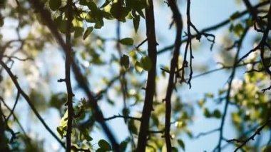 Yeşil yeşillik gökyüzüne